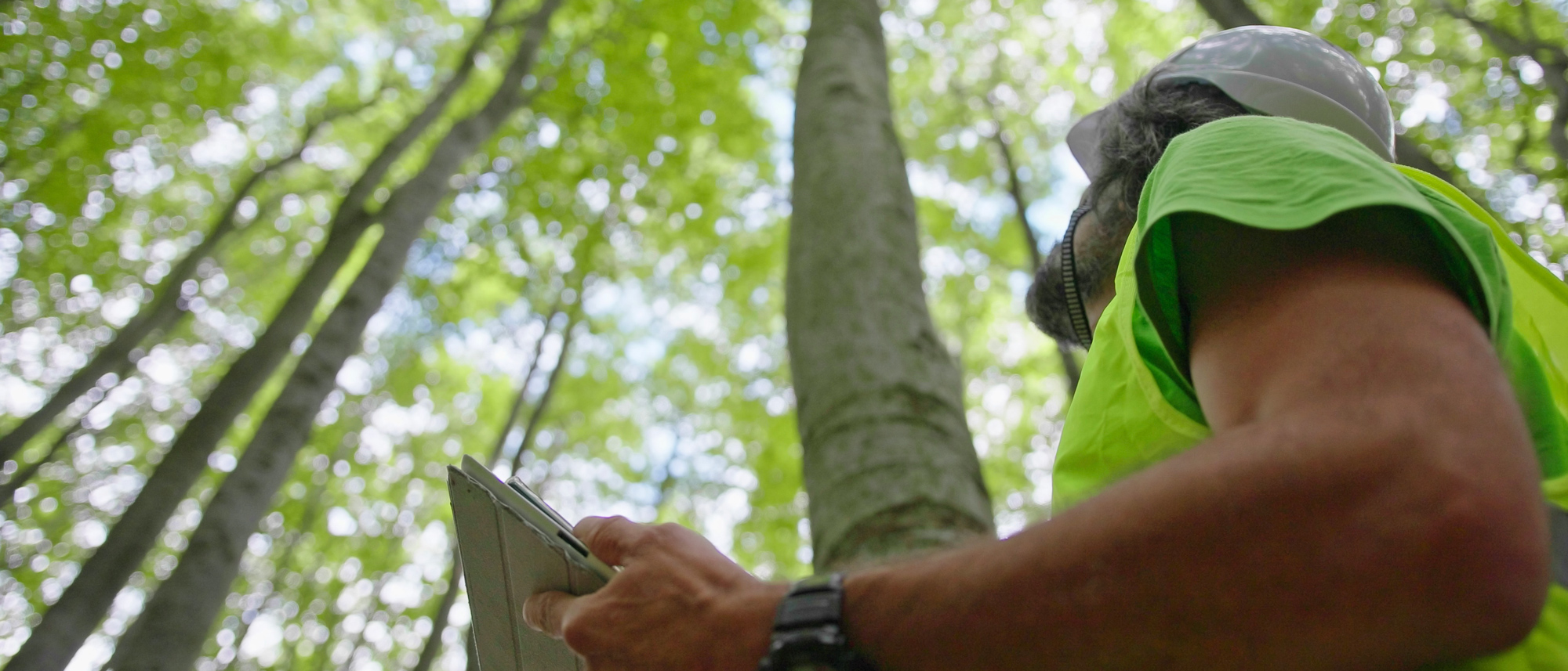 An arborist is looking up at a group of tall trees. He is holding a tablet and wearing an arborist helmet.