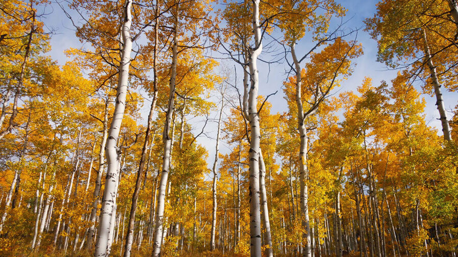 A forest of poplar trees in autumn with bright orange and yellow leaves and a clear blue sky behind them.