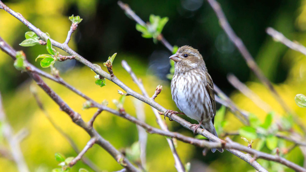 B.C. Native Trees That Attract Birds