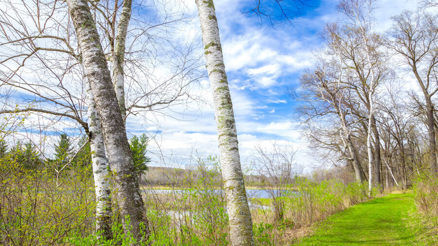 Birch trees besides a river on a sunny day with some white clouds in the sky.