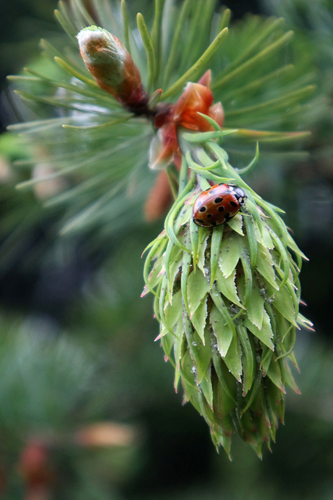 A close-up of a Douglas-fir pinecone with a small ladybug on it.