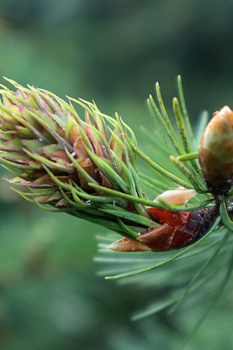Another close-up of a Douglas-fir pinecone growing.