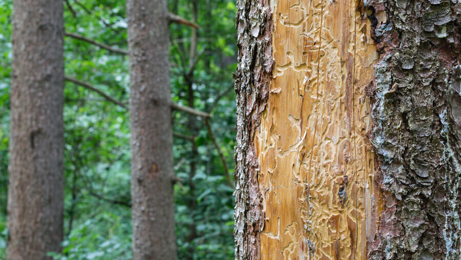 Close-up of a pine tree's bark with grooves caused by pine beetle damage.