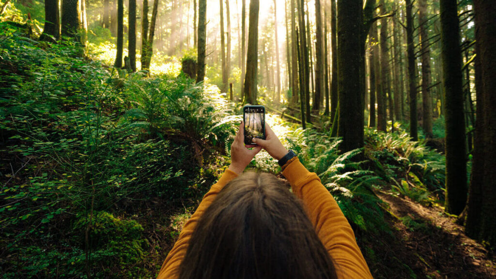 Person taking a photo in a lush, mossy, sunlit forest in Whistler, B.C.