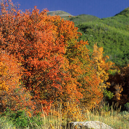 A red and gold Rocky Mountain maple tree growing in a park with a mountain in the background. 