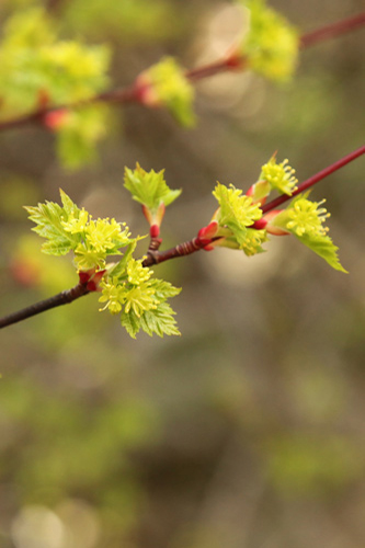 Close-up of the buds on a Rocky Mountain maple tree.