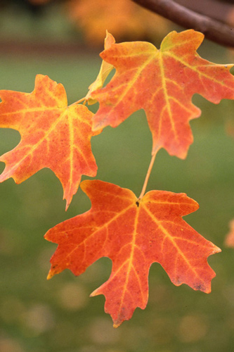 Close-up of red and gold Rocky Mountain maple leaves.