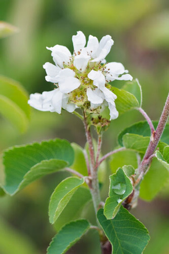 A white Saskatoon serviceberry bloom.
