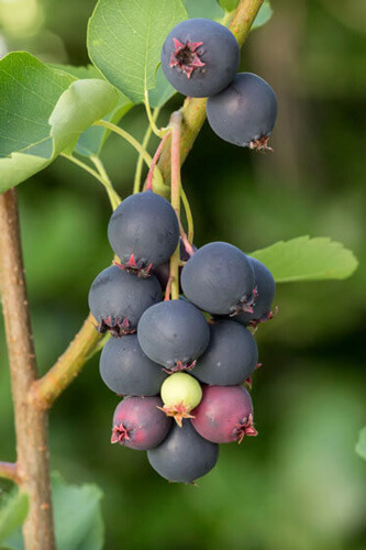 A close-up of the purple berry-like fruit from the Saskatoon serviceberry. 