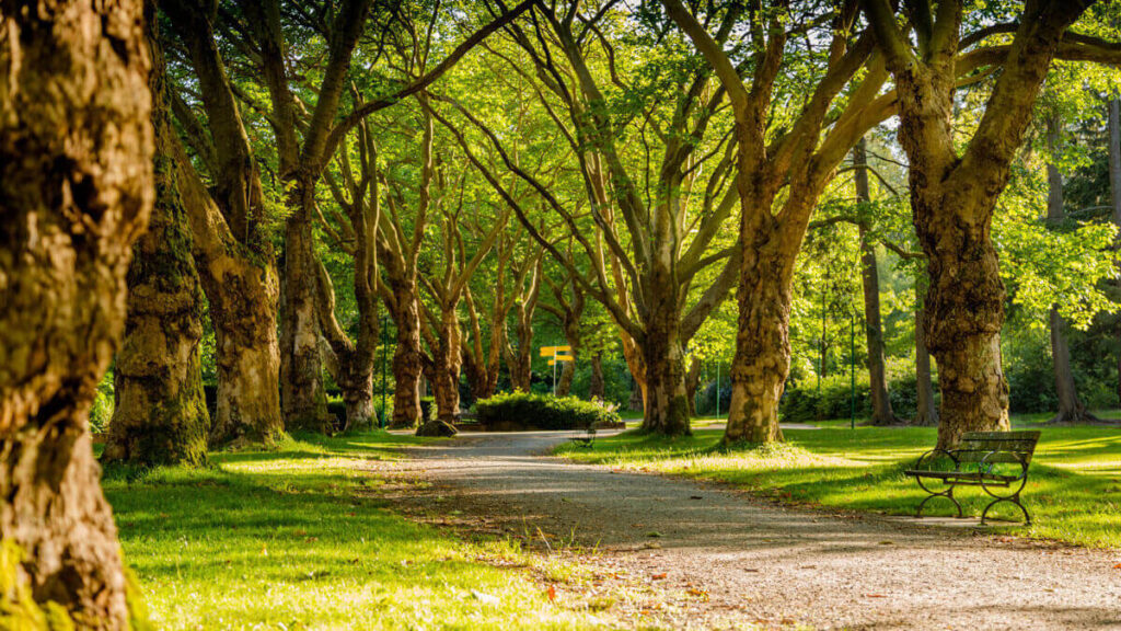 A sunny and beautiful day in a park with large trees lining a gravel path.