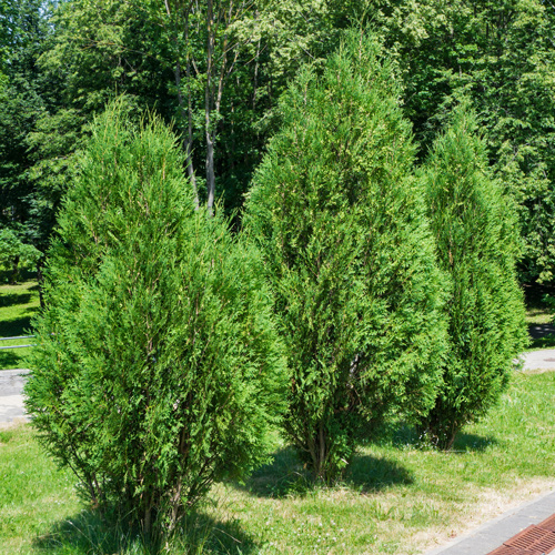 Three Western redcedars growing in a line, acting as a sort of mini hedge.