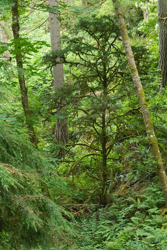 Another Western yew growing in a forest, surrounded by greenery.