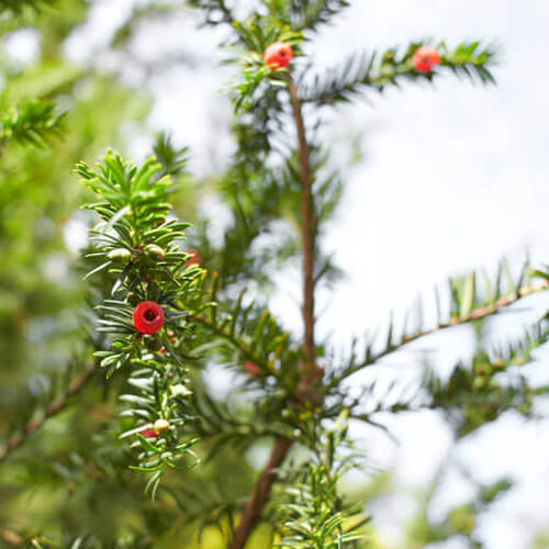 Close-up of a Western yew's arils - the red fruit produced by Western yews.