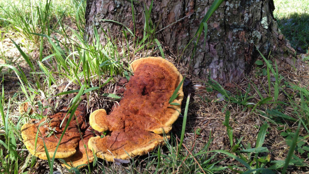 Velvet-top fungus (Phaeolus schweinitzii) on the trunk of a tree. The fungus is large, flat and a golden brown colour with rings.