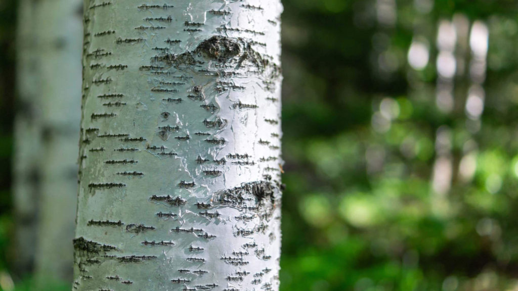 Close-up of a white birch tree trunk.