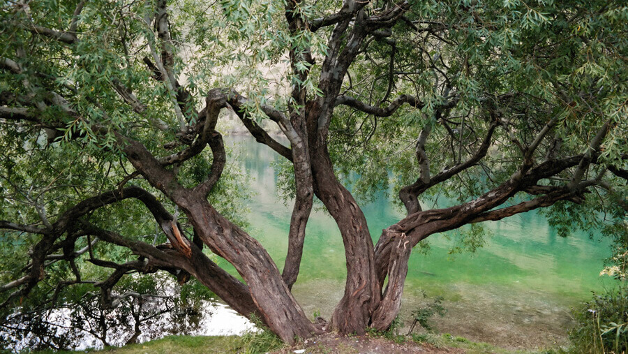 An old, sprawling willow tree growing beside a lake.