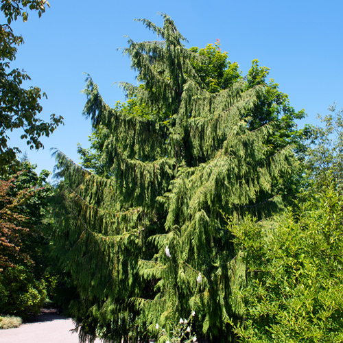 A large yellow-cedar tree in a garden area on a sunny day, backlit by a bright blue sky.