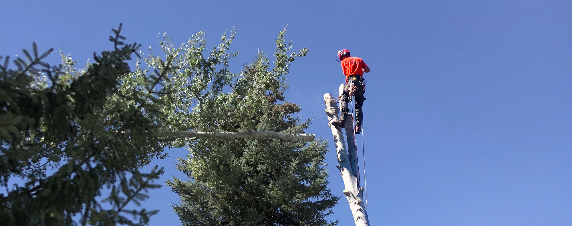 A Garibaldi Tree employee is cutting a down a tree in Pemberton, B.C. They are harnessed to the tree and have just cut the top of it off, which is falling to the ground.