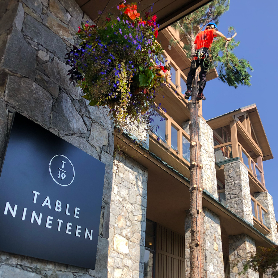 A Garibaldi Tree employee removing a tree in front of the restaurant, Table Nineteen, in Whistler, B.C.