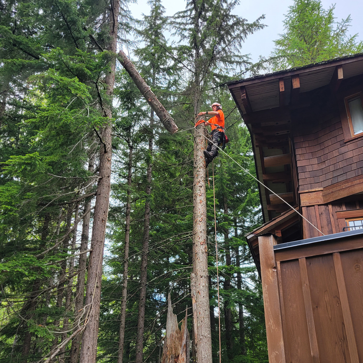 A Garibaldi Tree, tree care company, employee is removing a tree beside a house in Whistler, B.C. He is throwing a portion of the tree away from the base, which is harnessed into. He is wearing a bright orange shirt.