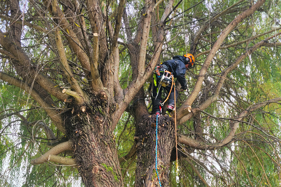 An example of one of the arboriculture jobs Garibaldi Tree offers: climbing arborist. A Garibaldi Tree employee is harnessed into a willow tree in Whistler, B.C., as he works on trimming. The shot is close-up, and the employee blends into the foliage of the tree.