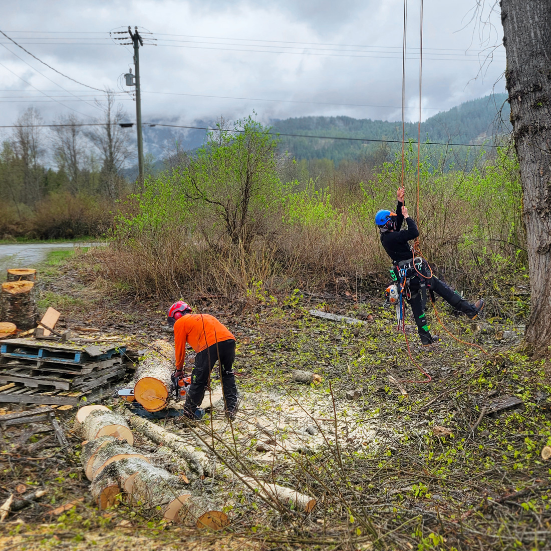 Garibaldi Tree care company employees performing a tree removal in Pemberton. It's a cloudy day. One worker is harnessed to the tree and another is cutting up wood.