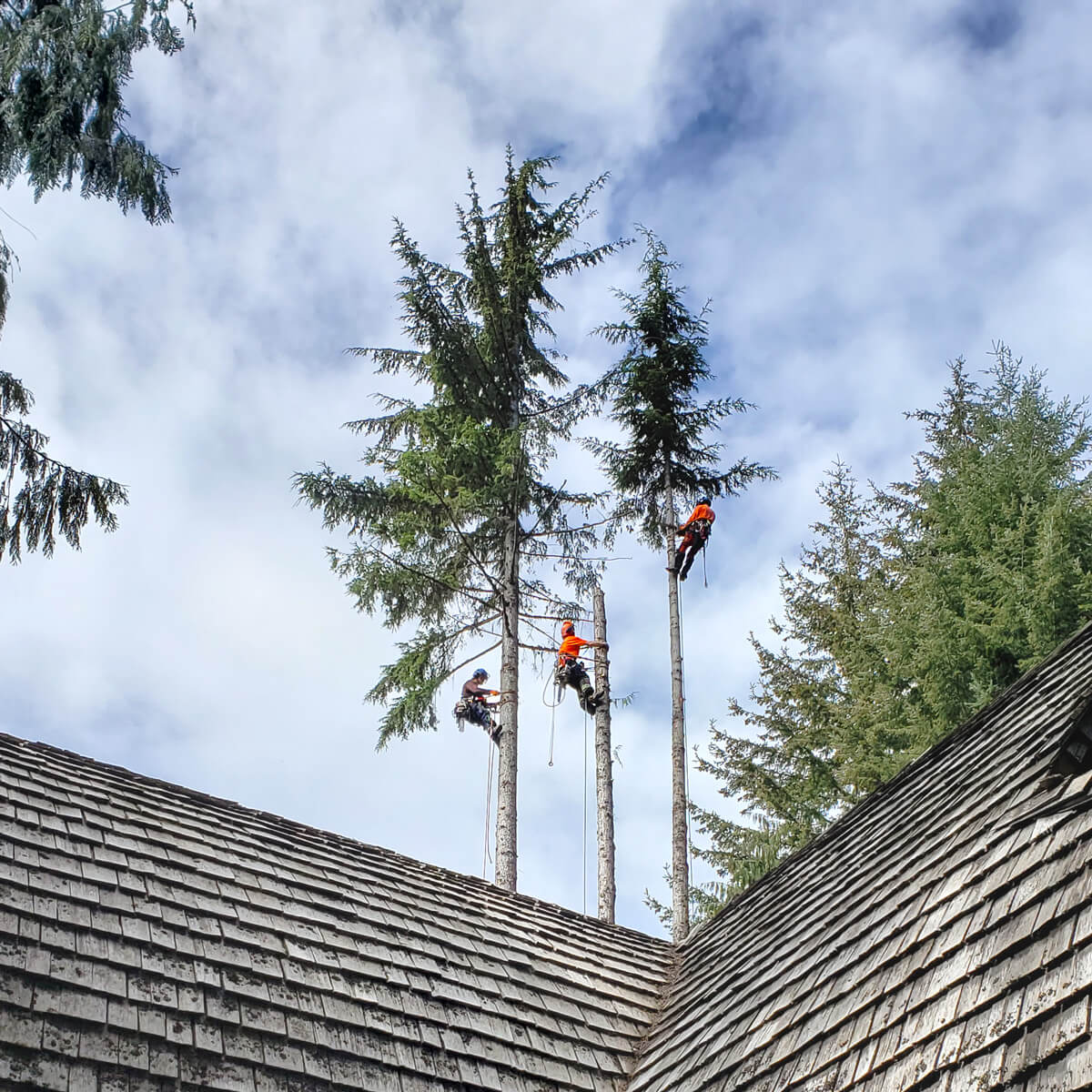 3 Garibaldi Tree employees performing a tree removal service in Whistler, BC. The employees are up 3 tall trees behind a house. It's a sunny day with some clouds in the sky.