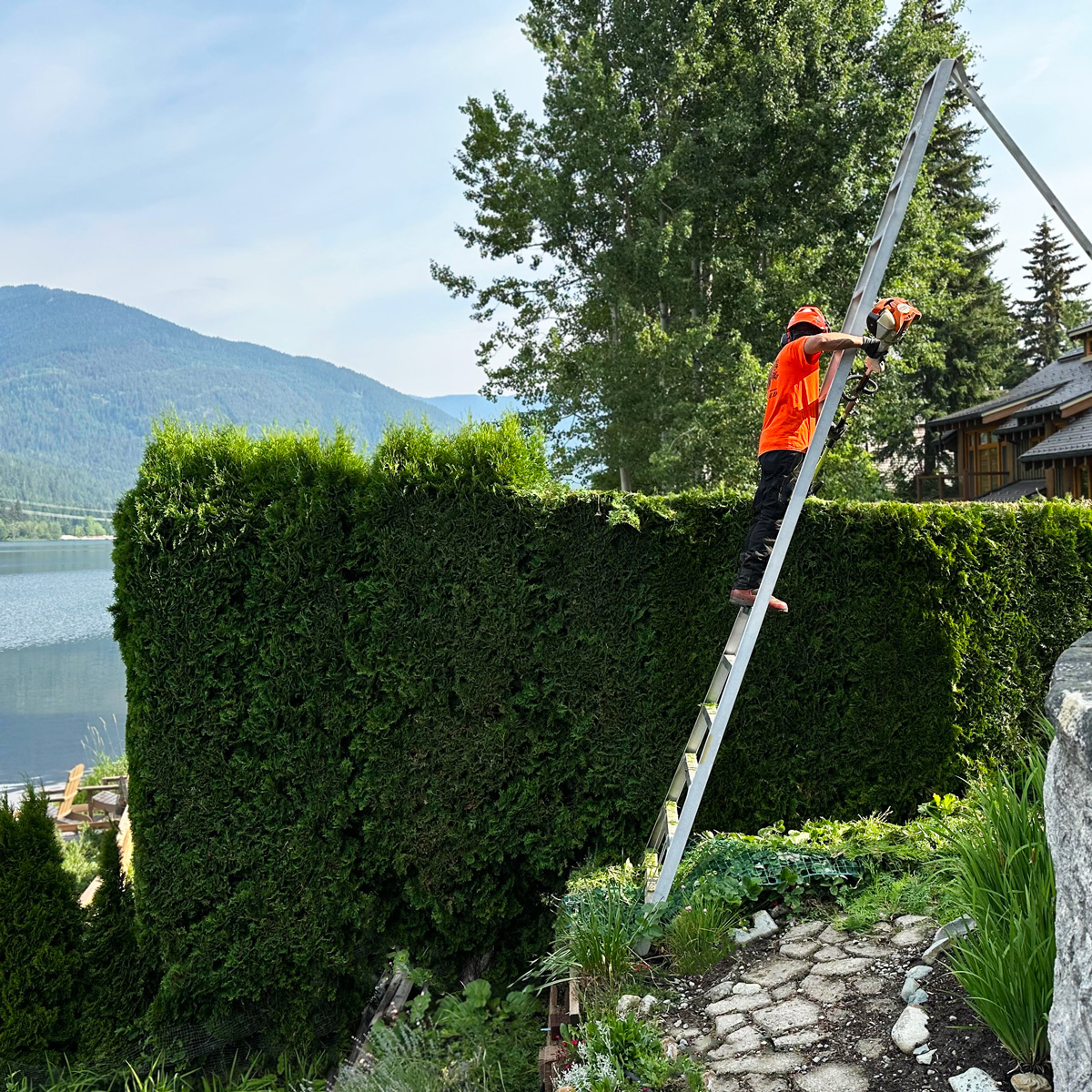 Garibaldi Tree employee trimming a hedge in Whistler, BC, beside a lake. It's a beautiful sunny day with blue skies.