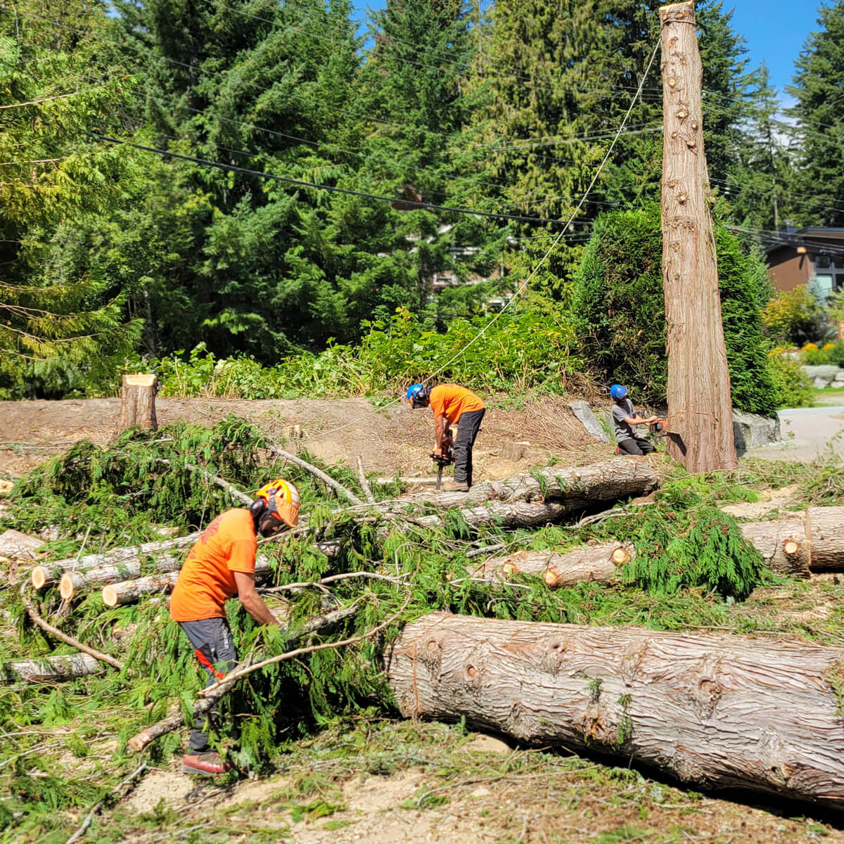The Garibaldi Tree crew clearing a lot on a summer day in Whistler, B.C. One employee is hauling brush, and two others are using chainsaws to cut up trees.