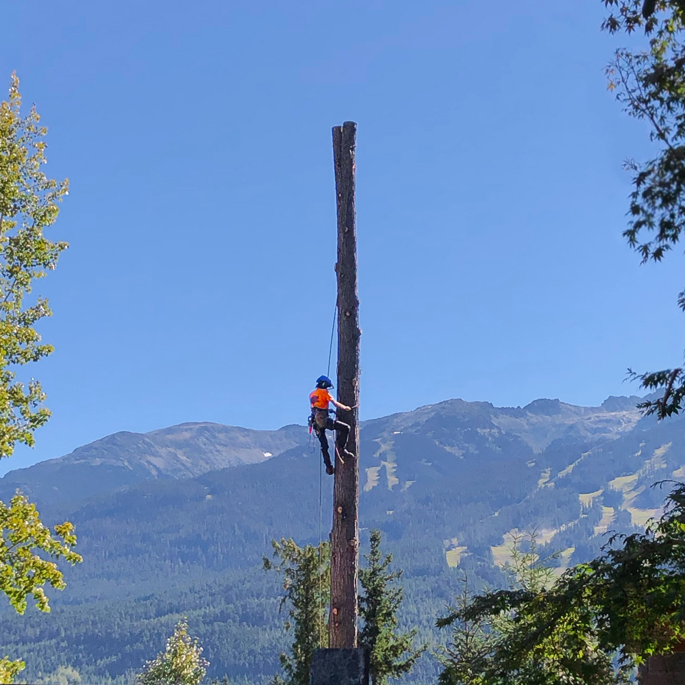 garibaldi-tree-removing-tree-in-whistler-mountain