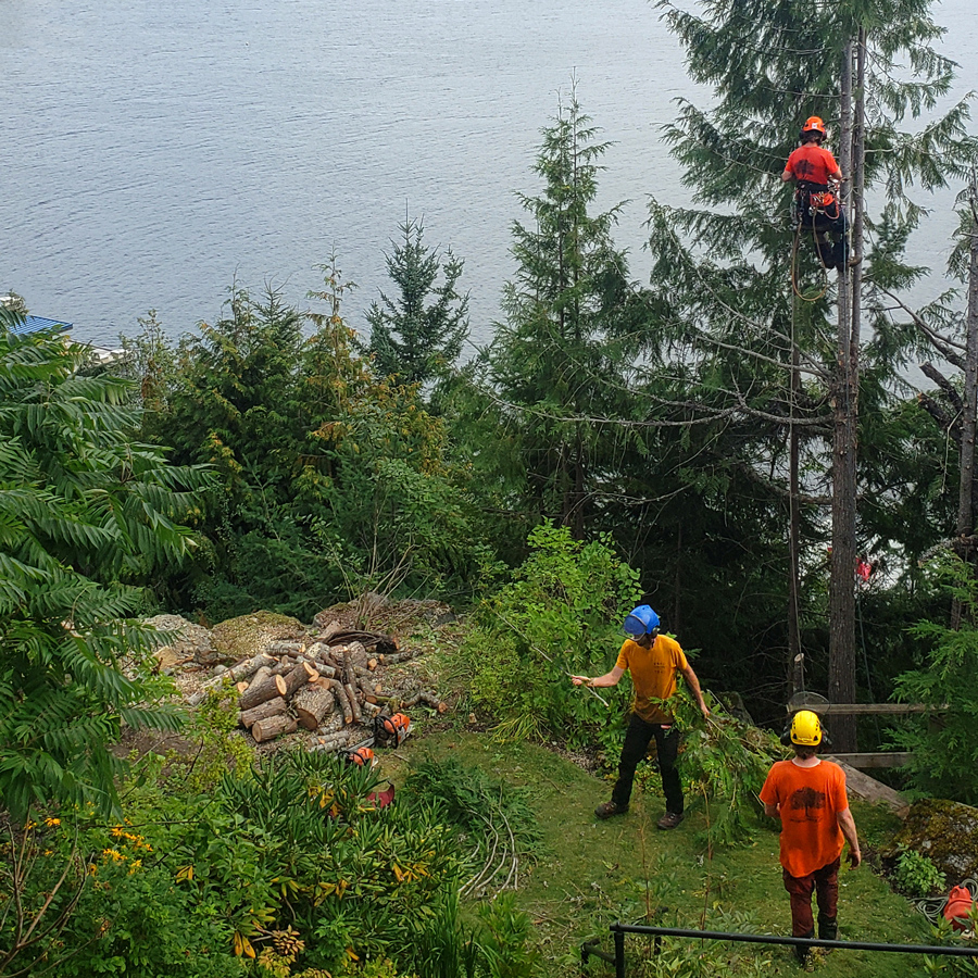 The Garibaldi Tree crew trimming trees and working in a yard in Whistler, B.C., beside a lake.