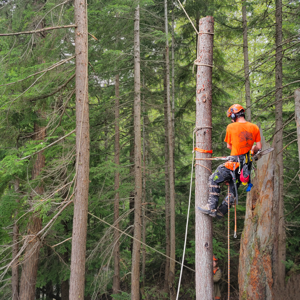 A Garibaldi Tree employee performing a tree removal in Pemberton, BC. The employee is harnessed into the tree and has taken the top off of it. It appears that he's in a forest.