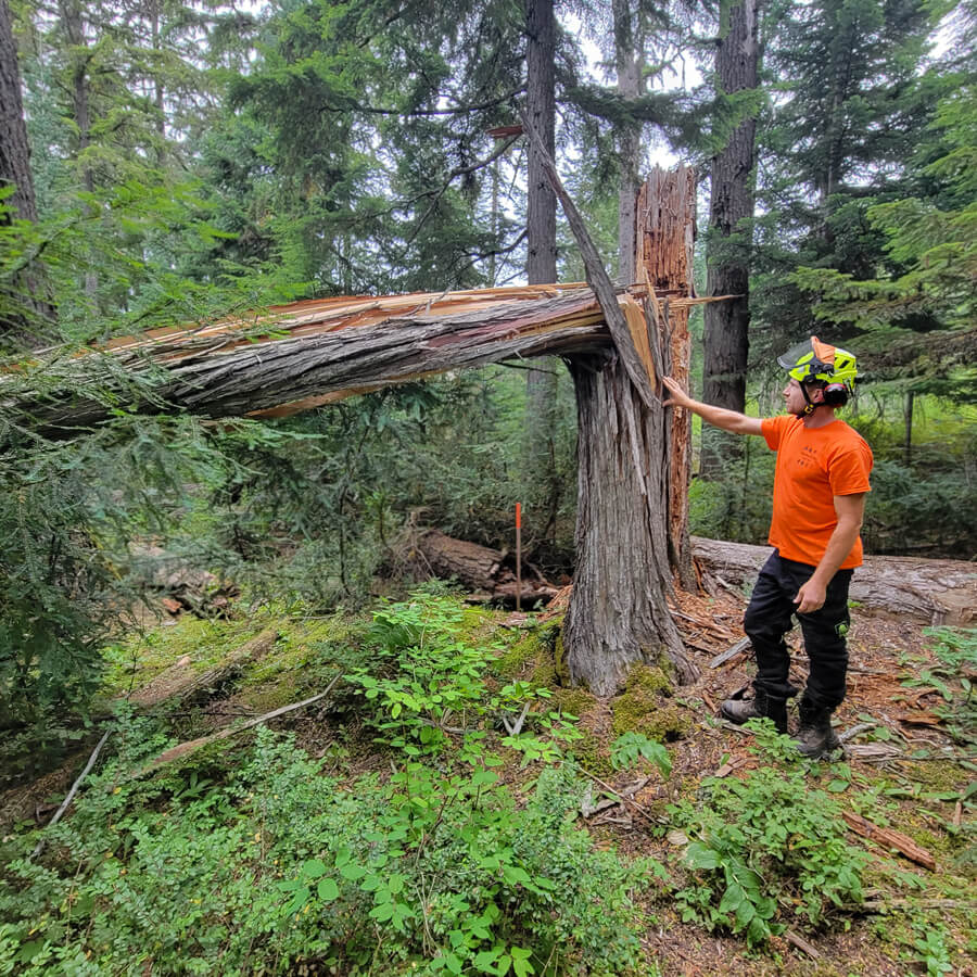 Paul Duncan, Garibaldi Tree's lead arborist and owner, is looking at a fallen tree in the forest in Whistler, B.C.