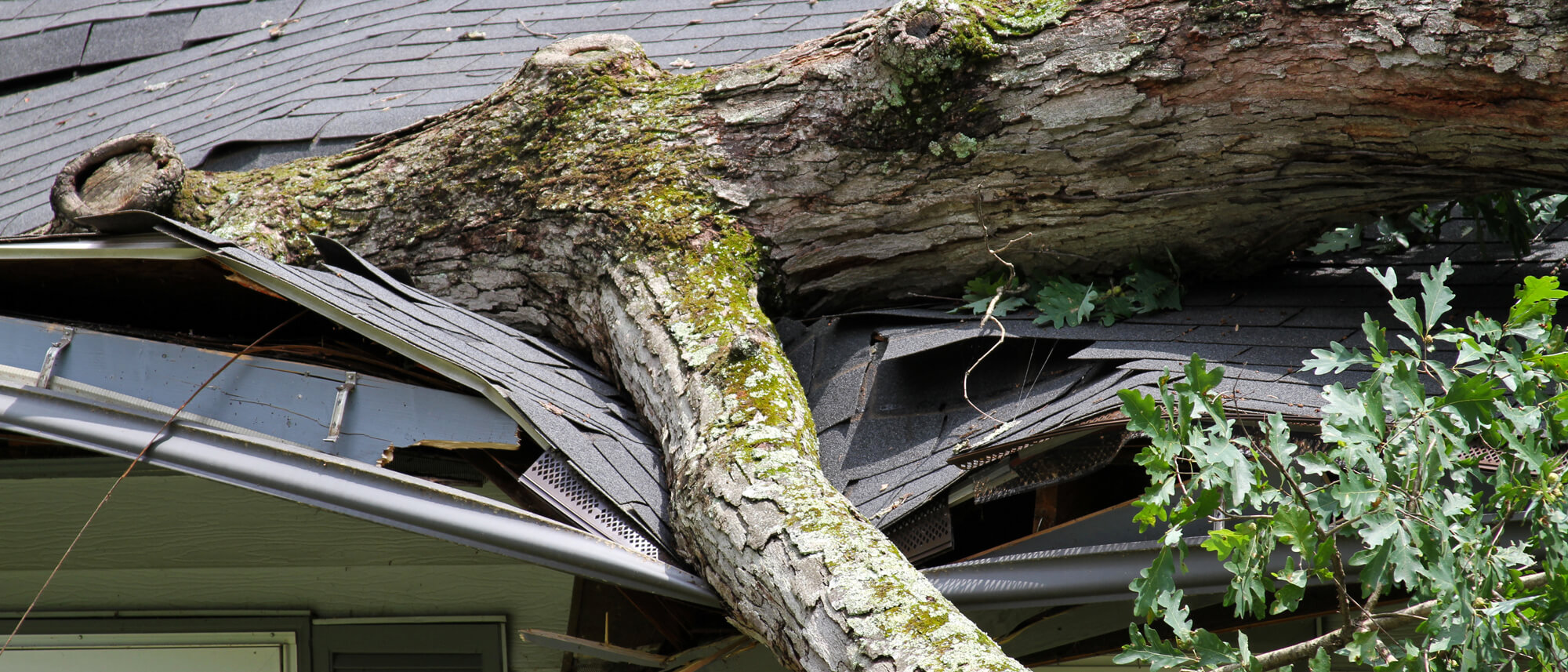 The roof of a house is caved in with a fallen tree on it. This incident could have been avoided with a tree risk assessment.
