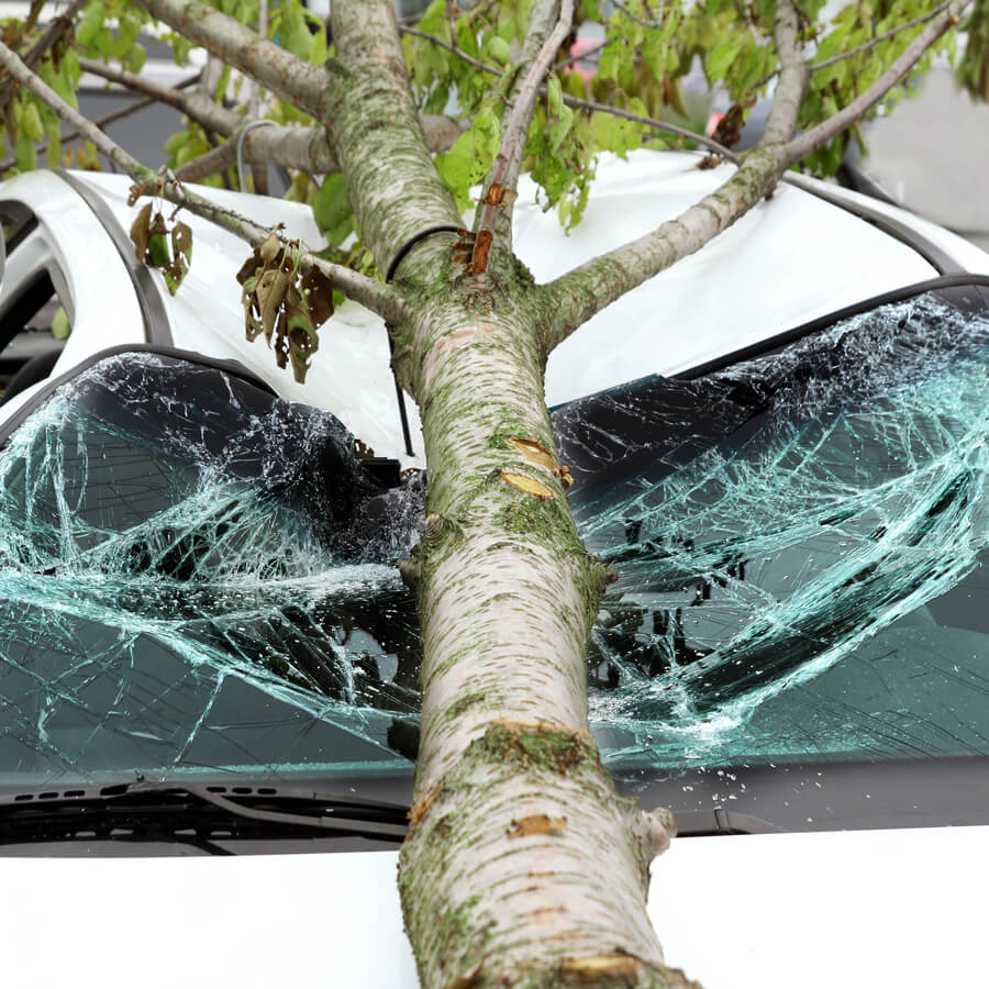 A tree has fallen directly on a car's window shield, shattering it and causing serious damage that could be avoided with a tree risk assessment.