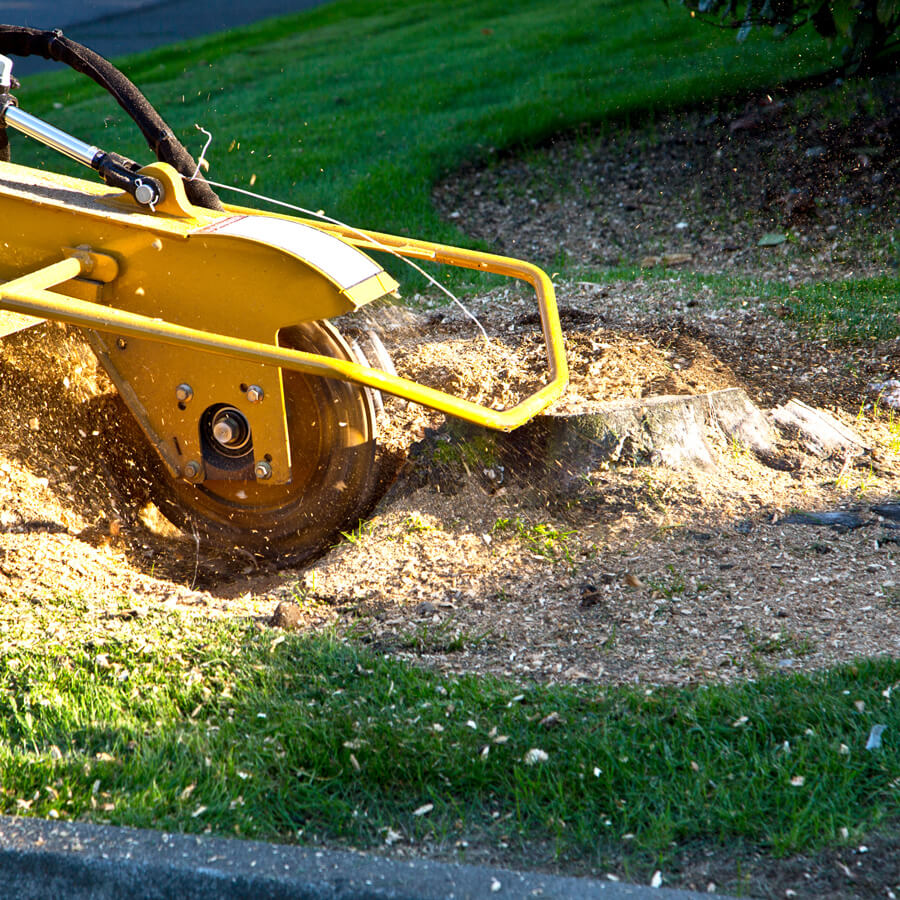 Close-up of a tree stump grinder removing a stump.