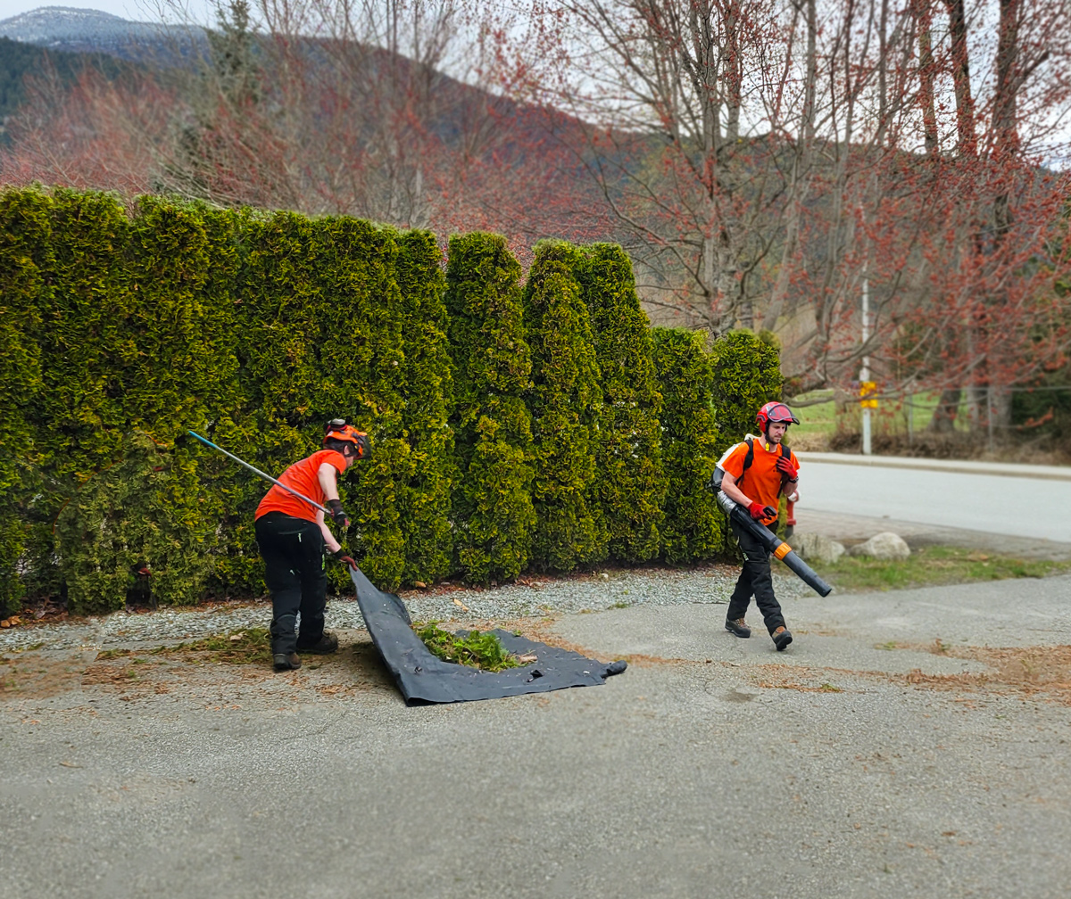 Two Garibaldi Tree employees cleaning up after a hedge maintenance session in Pemberton.