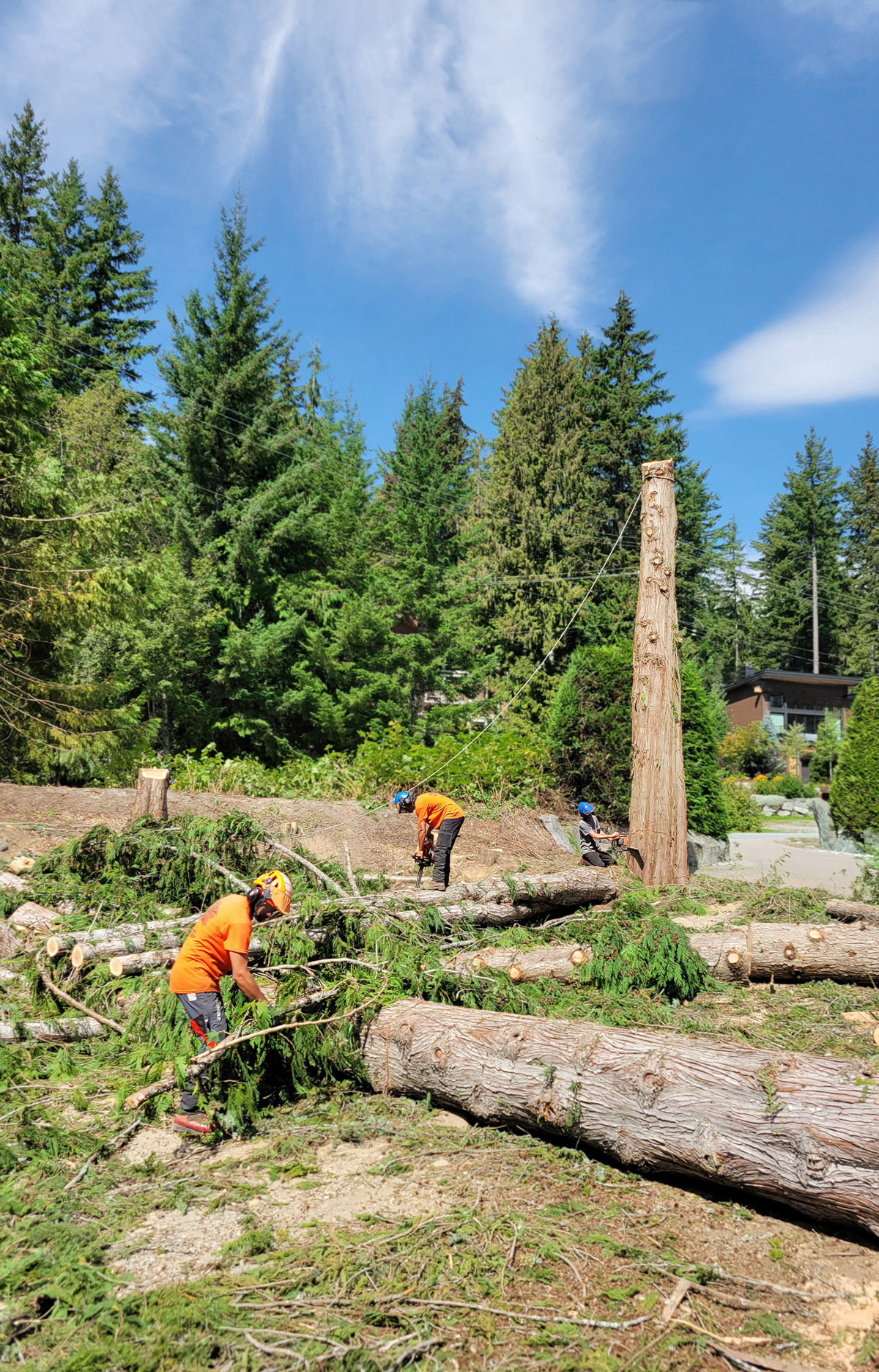 Three Garibaldi Tree employees clearing a residential lot in Whistler, B.C. One employee is hauling branches, another is using a chainsaw to fell part of a standing tree, and another is using a chainsaw to cut up a fallen tree. It's a sunny day, and there are trees in the background.